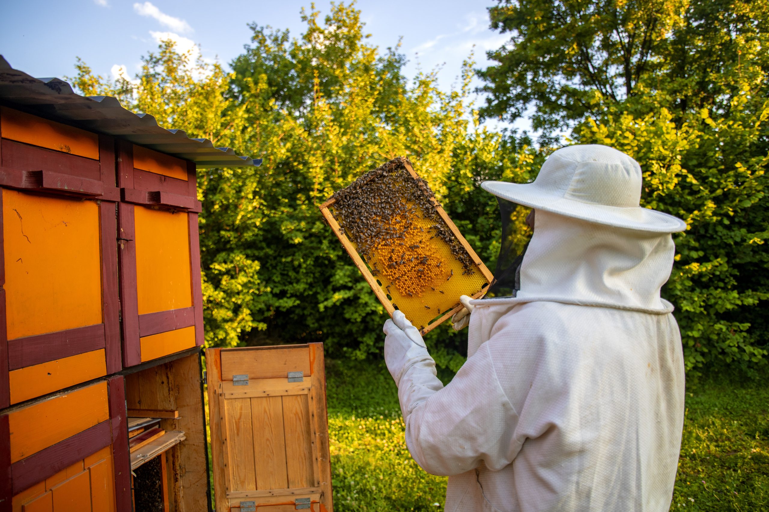 Read more about the article St Bon’s Climate Action Group: Talk by the ‘Bee Lady’