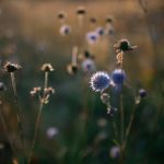 Catholic Climate Hope Series: Films & Discussion on the Climate Crisis